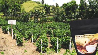 Love Coffee? Tuburan Coffee Farms Eyed As Next Tourism Boost For Cebu