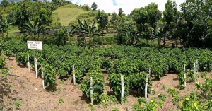 Love Coffee? Tuburan Coffee Farms Eyed as Next Tourism Boost for Cebu